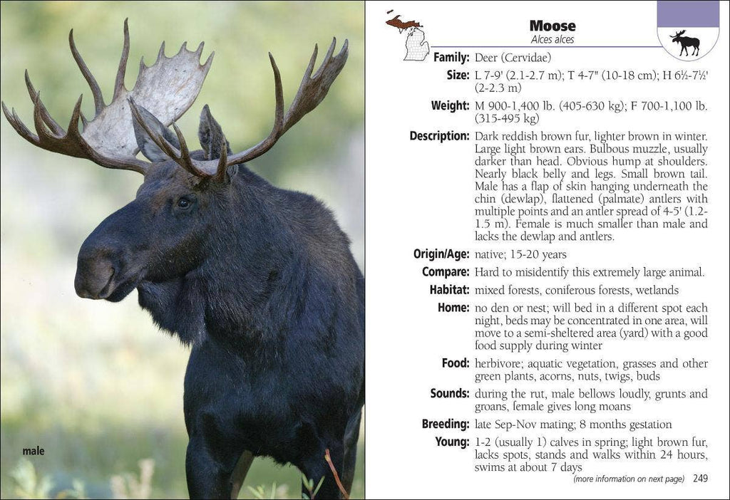 Mammals of Michigan Field Guide