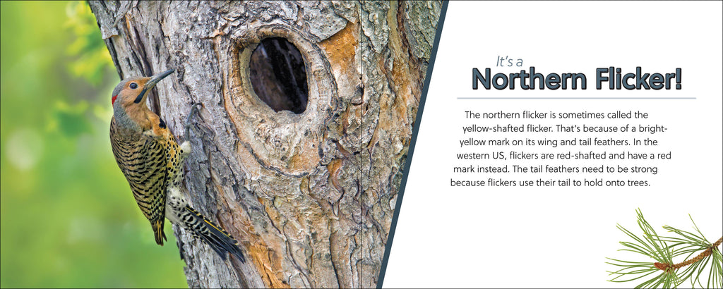 Whose Feather Is That?