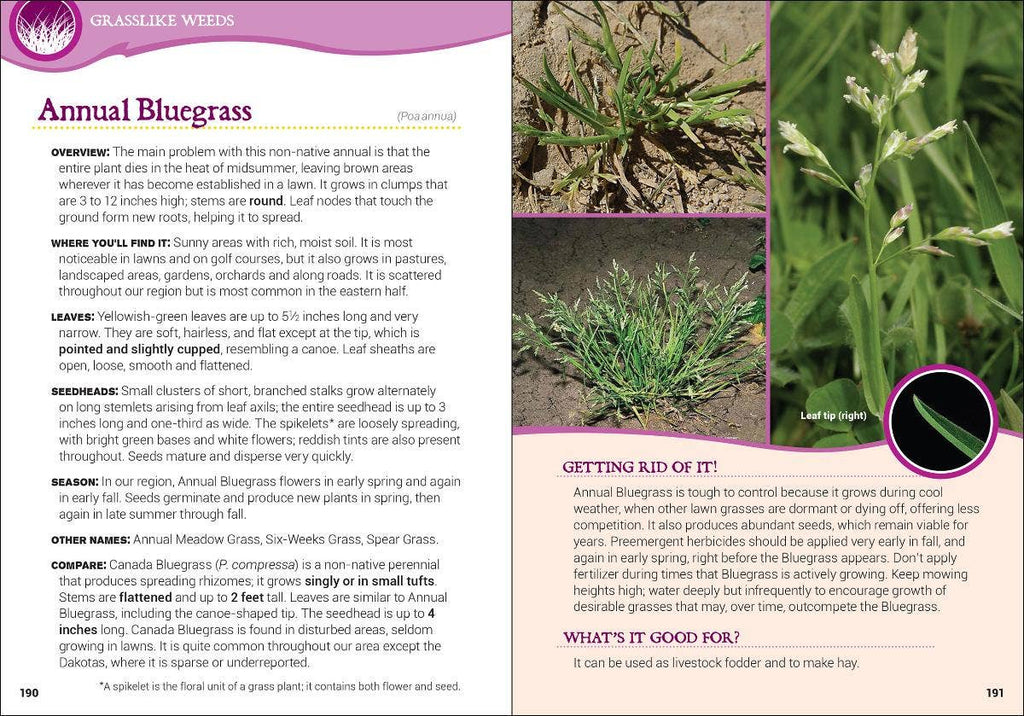 Common Backyard Weeds of the Upper Midwest