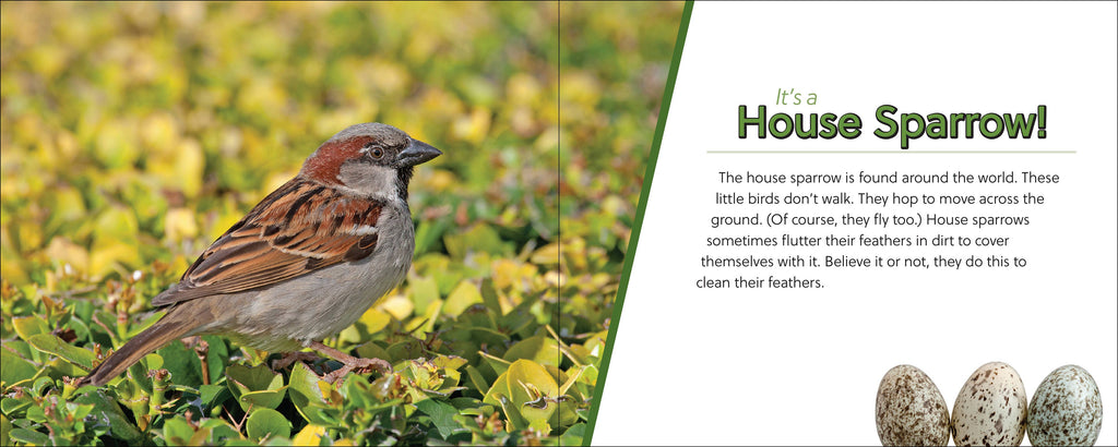 Whose Feather Is That?