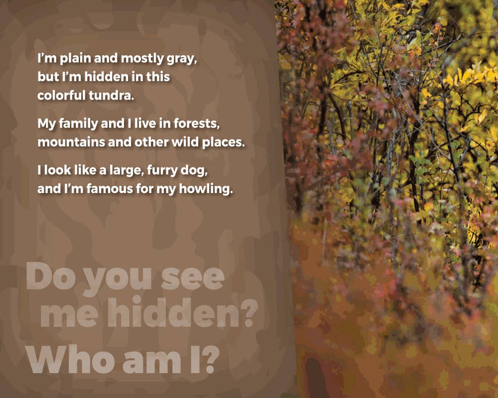 Hidden Critters - Children's Picture Book