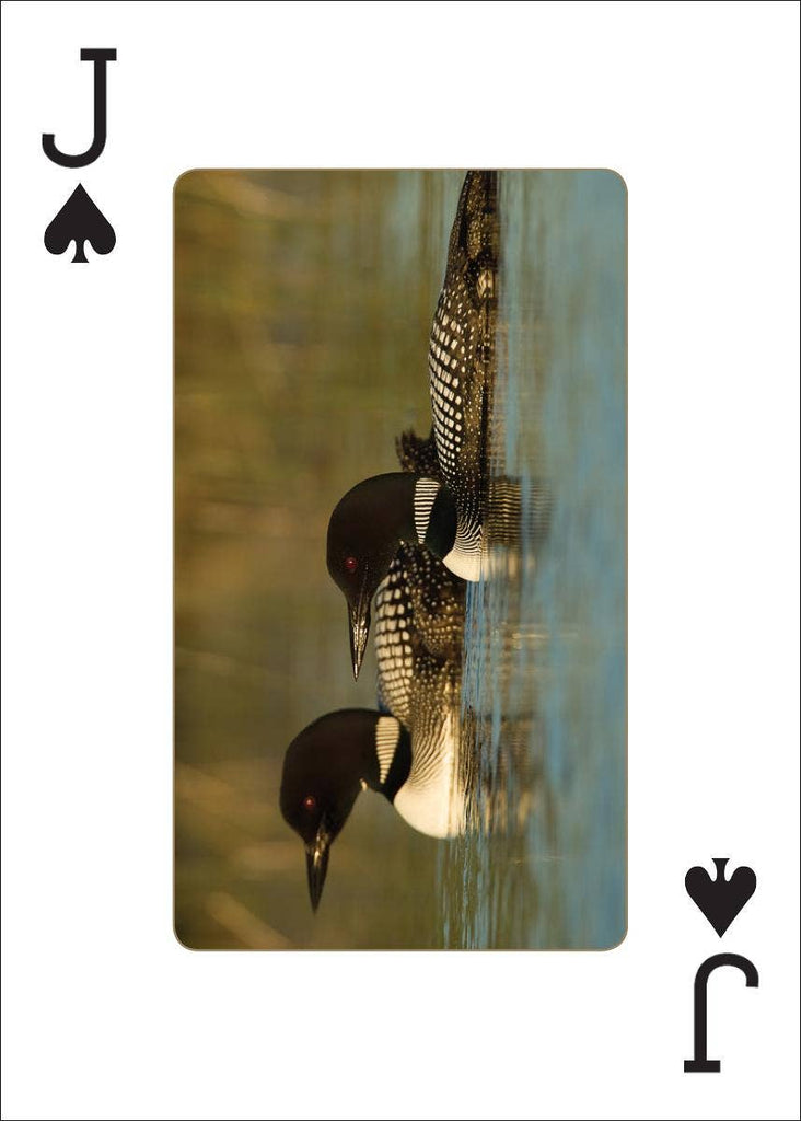 Loons Playing Cards