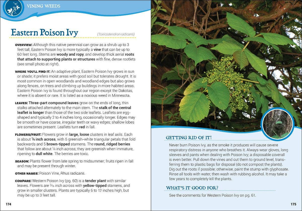 Common Backyard Weeds of the Upper Midwest