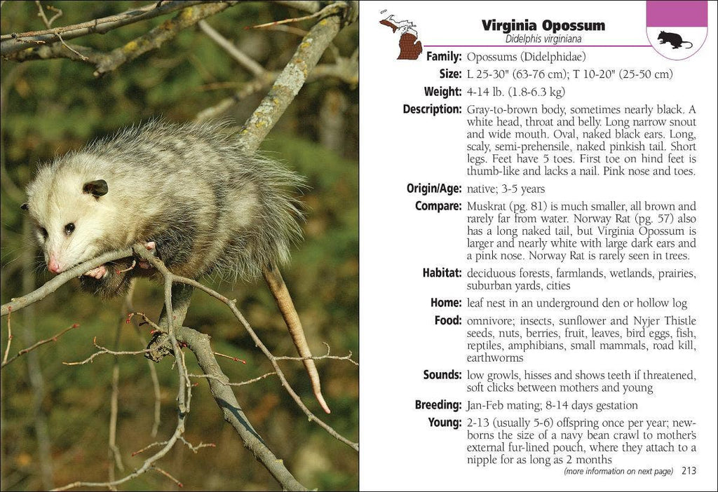 Mammals of Michigan Field Guide