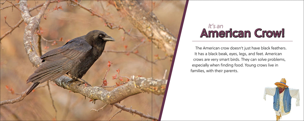 Whose Feather Is That?