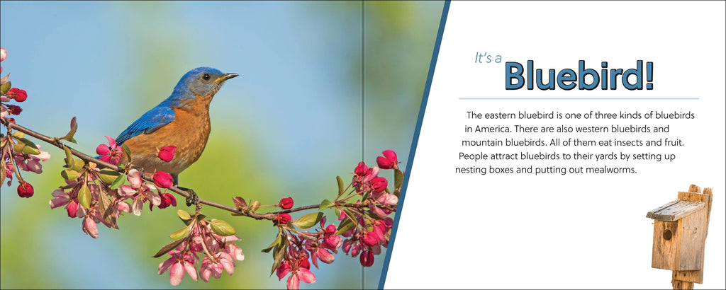 Whose Feather Is That?