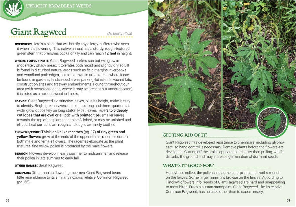 Common Backyard Weeds of the Upper Midwest