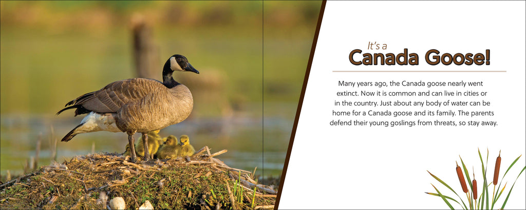 Whose Feather Is That?