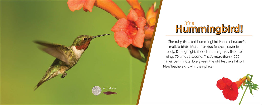 Whose Feather Is That?