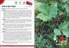 Wild Berries & Fruits of MN, WI, MI 2e